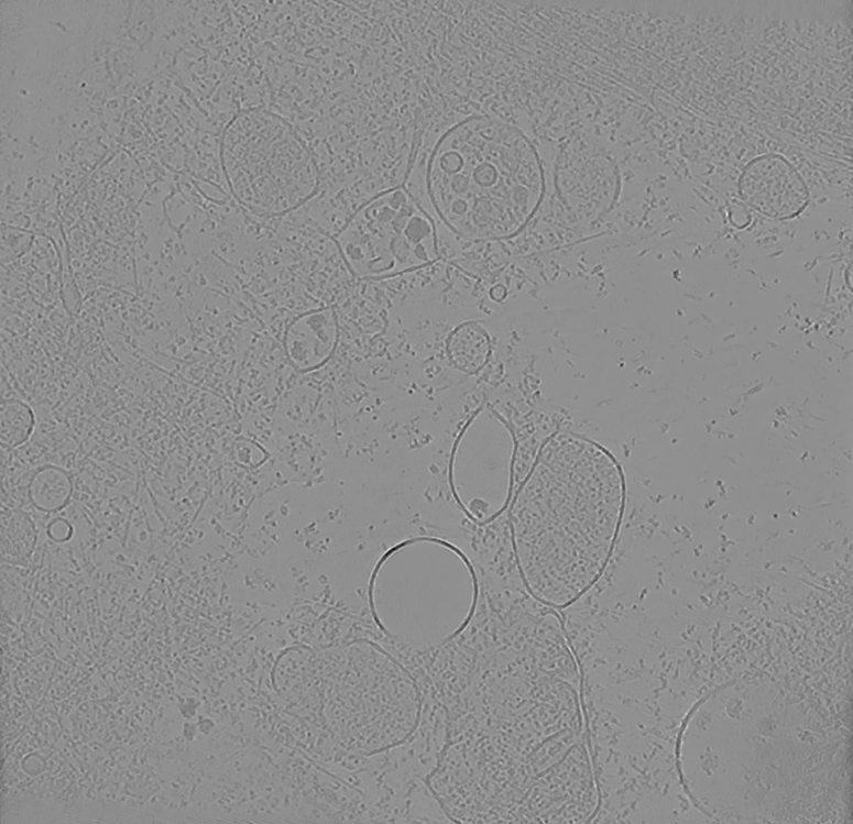 CryoLithe-wavelet